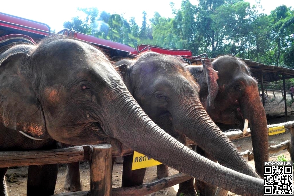 . Деревня слонов в Паттайе, Таиланд, Азия.