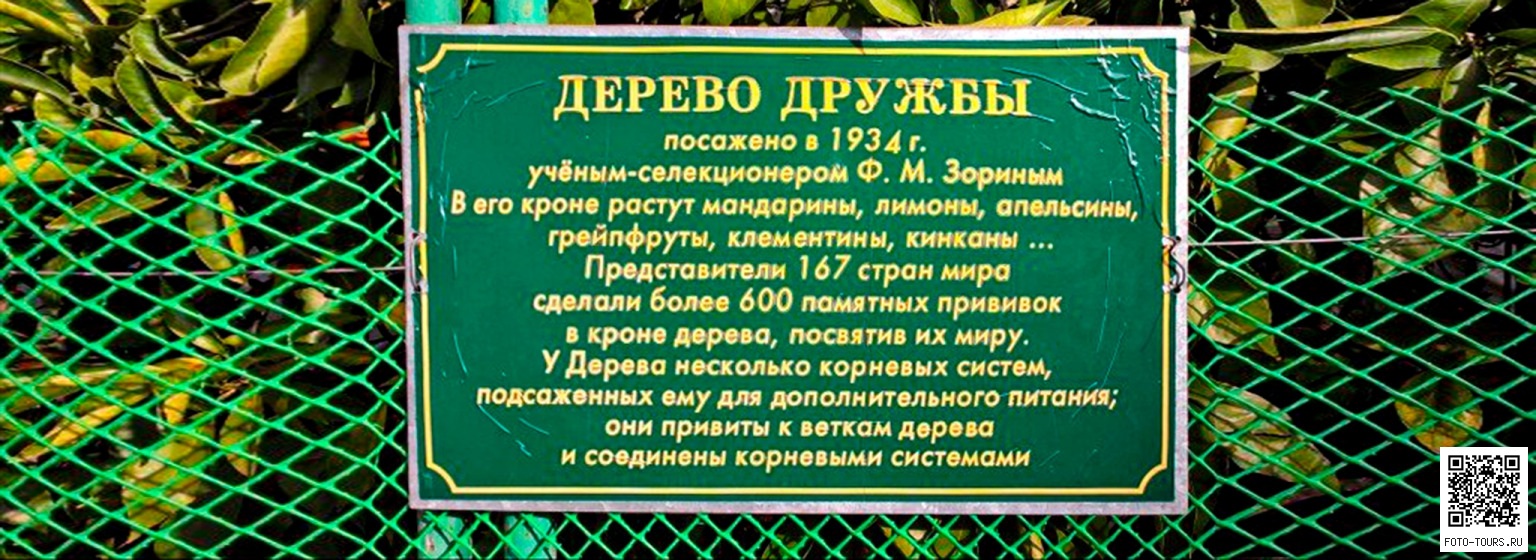 Дерево Дружбы в Сочи