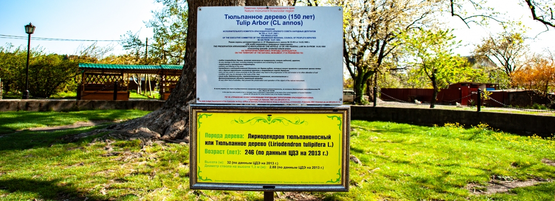 Табличка около дерева. Май месяц. | ТЮЛЬПАНОВОЕ ДЕРЕВО в Лазаревском, Сочи, Россия. ( 30.01.2026 )
